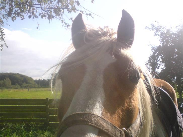 Søde partner billede 31