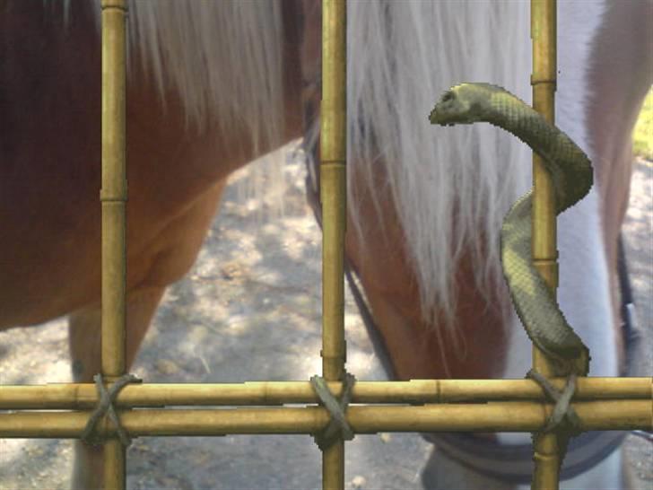 Søde partner billede 42