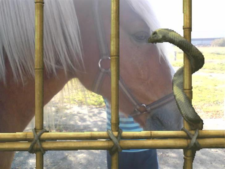 Søde partner billede 43