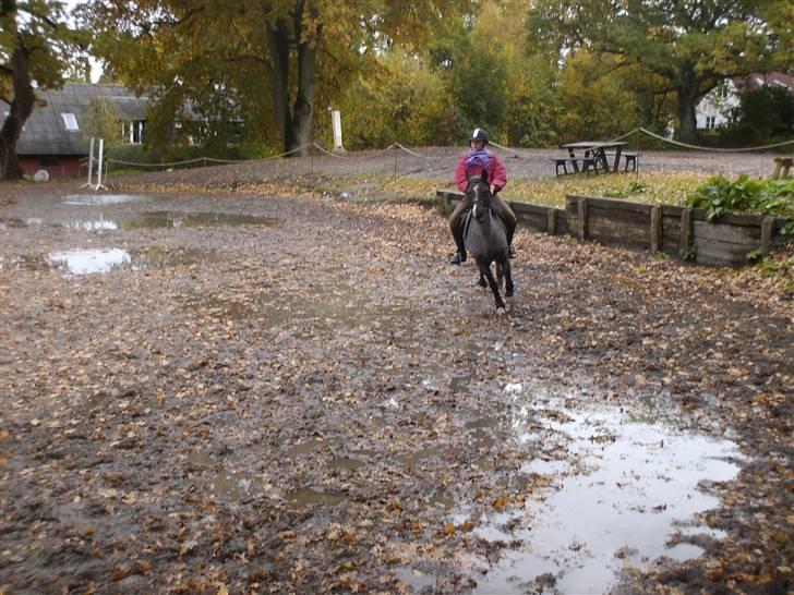 Tanja - leger i skolen (x total tyskeralbum, læs kommentarene og du forstår! xD  - Et billede jeg fandt af gipsy <333 - olli rider hende til spring her.. (: de er så gode sammen! billede 4
