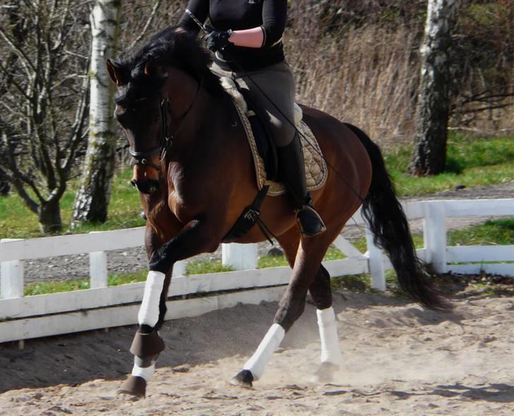 Divaen på Lyng Ridecenter og hjemme. billede 1