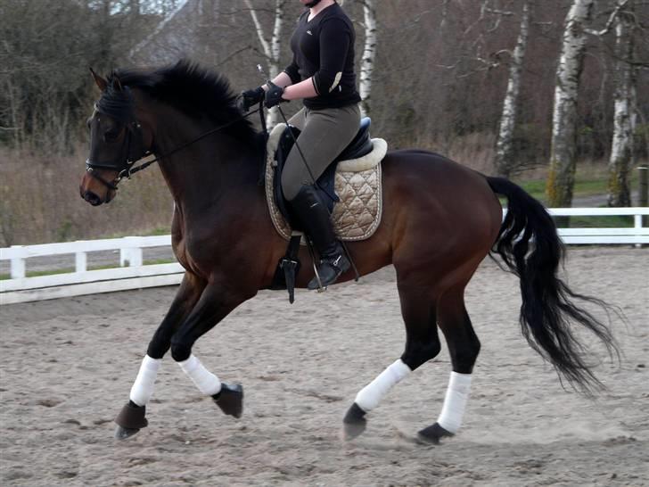 Divaen på Lyng Ridecenter og hjemme. billede 2