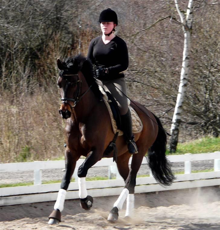 Divaen på Lyng Ridecenter og hjemme. billede 3