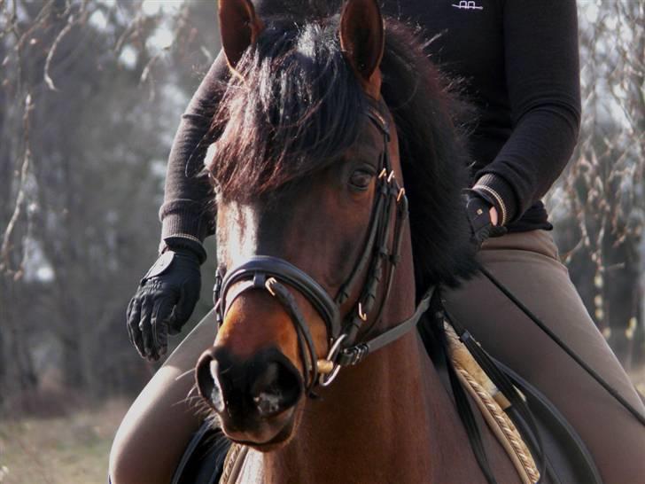 Divaen på Lyng Ridecenter og hjemme. billede 4