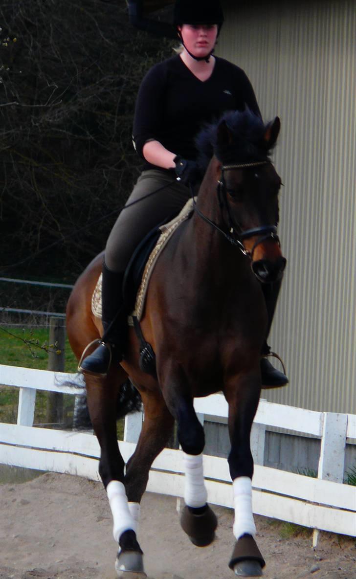 Divaen på Lyng Ridecenter og hjemme. billede 5
