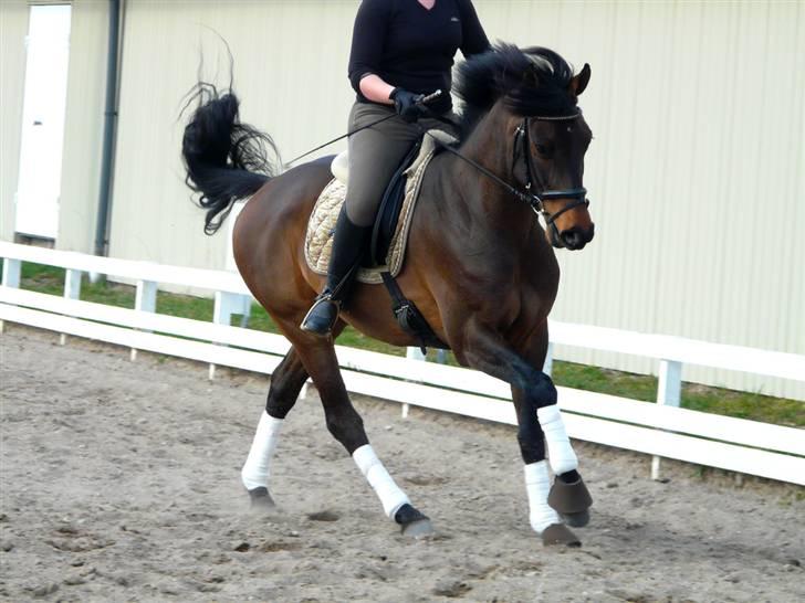 Divaen på Lyng Ridecenter og hjemme. billede 6