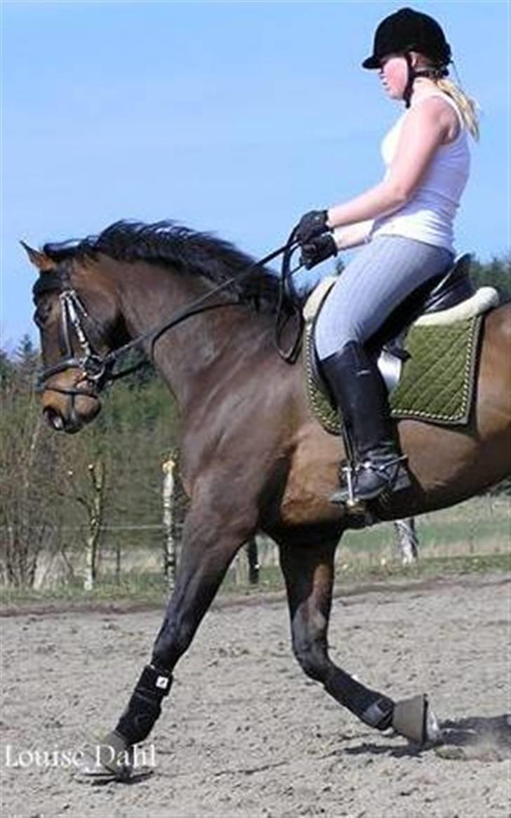 Divaen på Lyng Ridecenter og hjemme. billede 7