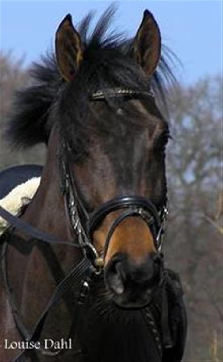 Divaen på Lyng Ridecenter og hjemme. billede 8