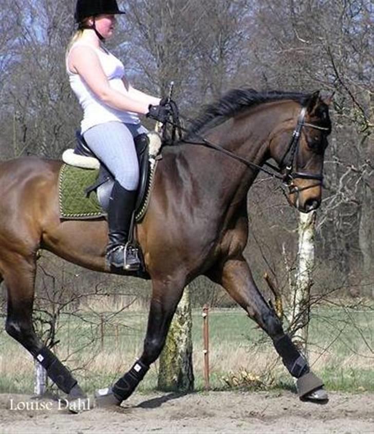 Divaen på Lyng Ridecenter og hjemme. billede 9