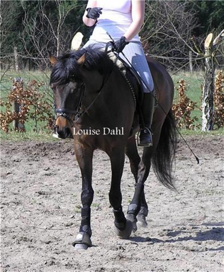 Divaen på Lyng Ridecenter og hjemme. billede 10