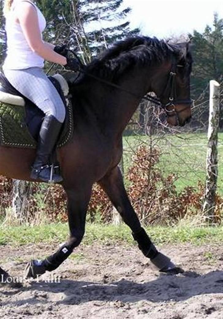 Divaen på Lyng Ridecenter og hjemme. billede 11