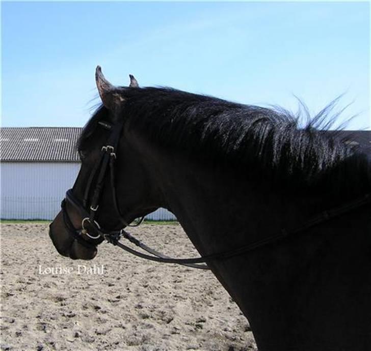 Divaen på Lyng Ridecenter og hjemme. billede 12