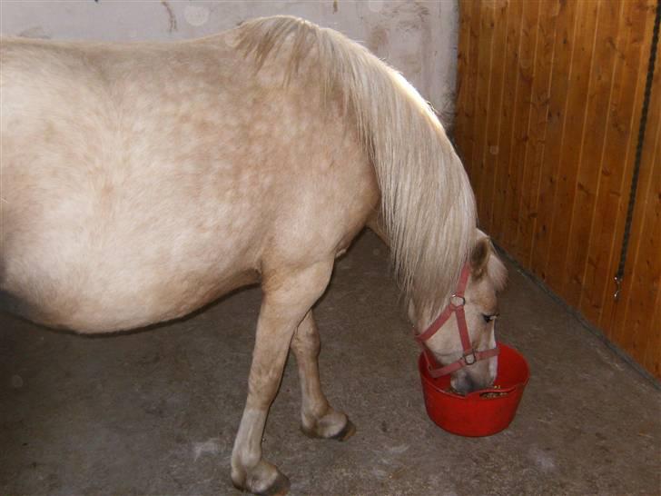 Nathalie´s tykke følle-bølle mavse ;) *NYE BILLEDER* - D.11 april 09 billede 4