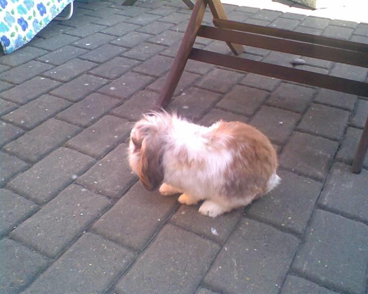 Min lille søde kanin Snubi  (DØD) billede 2