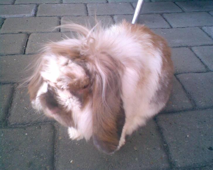 Min lille søde kanin Snubi  (DØD) billede 3