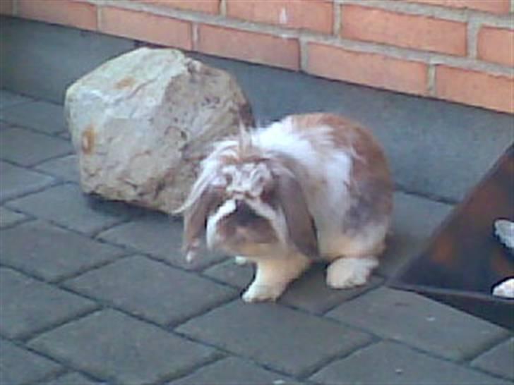 Min lille søde kanin Snubi  (DØD) - Min lille nysgerige kanin billede 1