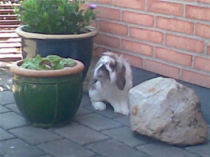 Min lille søde kanin Snubi  (DØD) billede 4