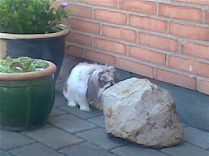 Min lille søde kanin Snubi  (DØD) billede 5