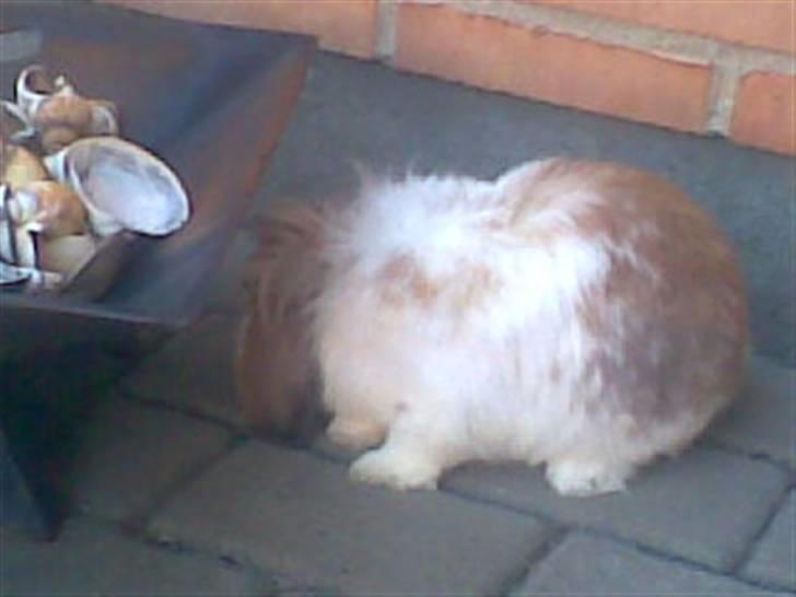 Min lille søde kanin Snubi  (DØD) billede 6