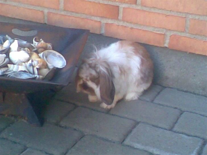 Min lille søde kanin Snubi  (DØD) billede 7