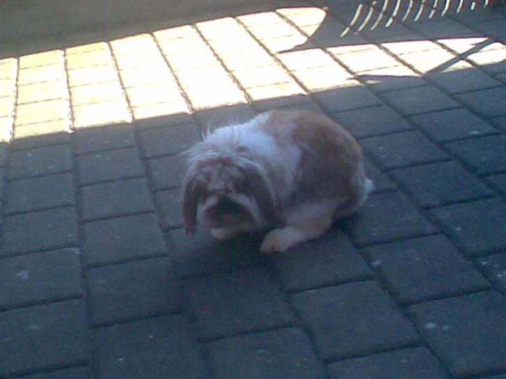 Min lille søde kanin Snubi  (DØD) billede 8