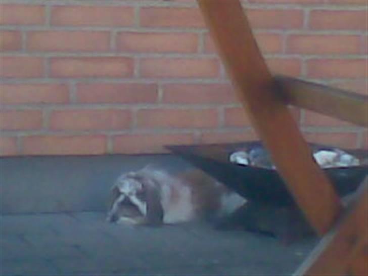 Min lille søde kanin Snubi  (DØD) - Den lille kanin er gået hel død i varmen billede 10