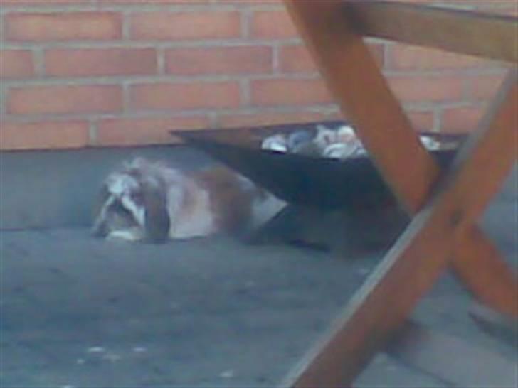 Min lille søde kanin Snubi  (DØD) - Den lille kanin er gået hel død i varmen billede 11