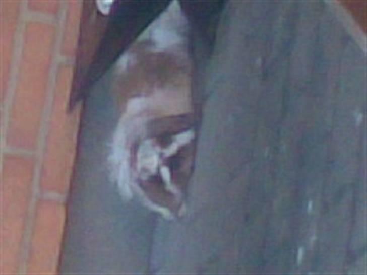 Min lille søde kanin Snubi  (DØD) - Den Lille kanin er gået hel død i varmen billede 12