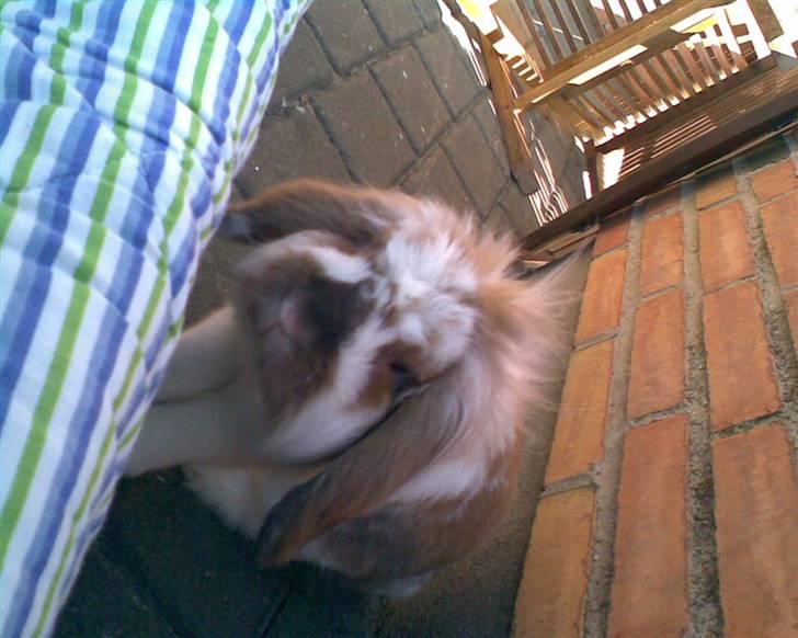 Min lille søde kanin Snubi  (DØD) billede 13