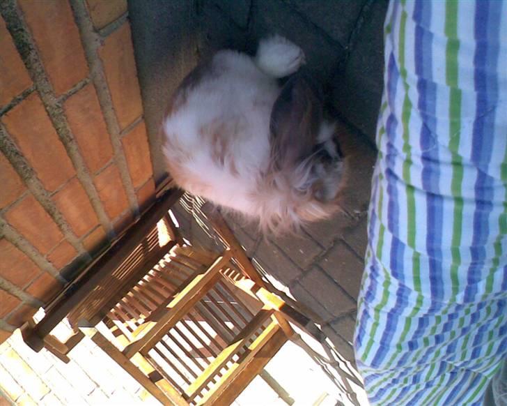 Min lille søde kanin Snubi  (DØD) billede 14