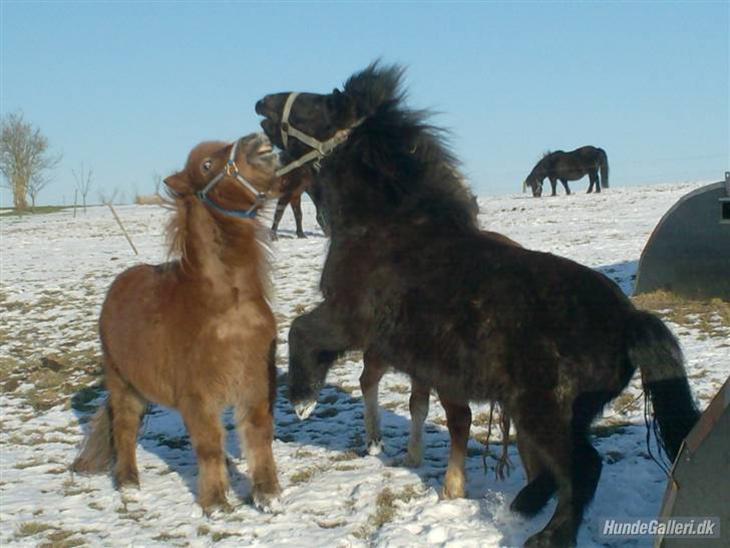 {{currentPhoto.altText}} billede {{currentPhoto.number}}