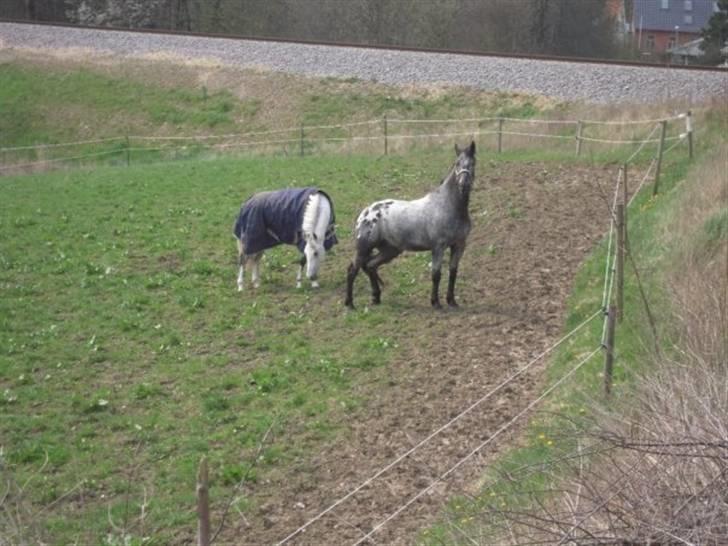 Billeder fra Malling Landbrugs skole. billede 9
