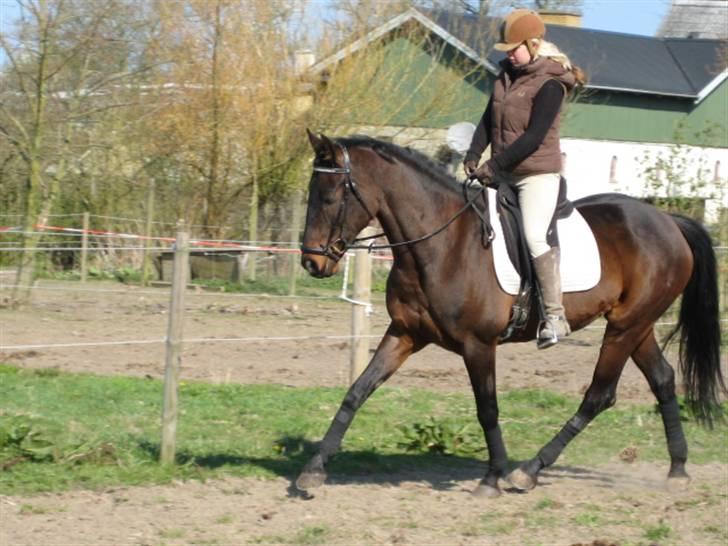 Dressurtræning billede 1