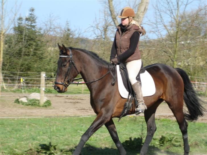 Dressurtræning billede 2