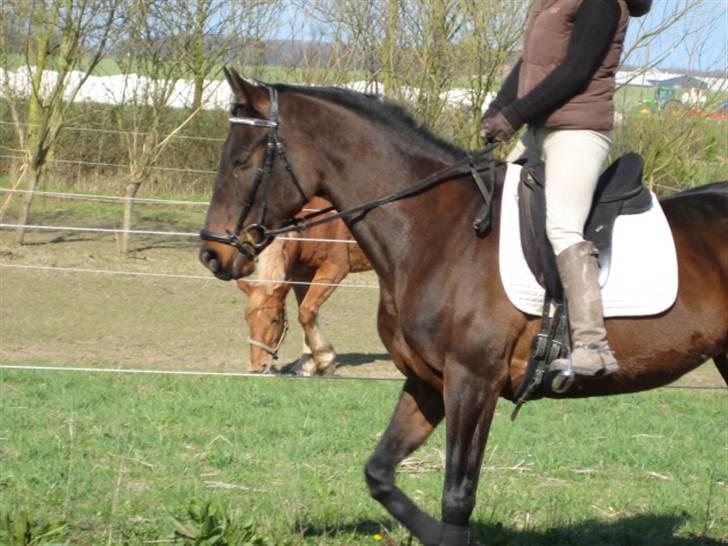 Dressurtræning billede 3