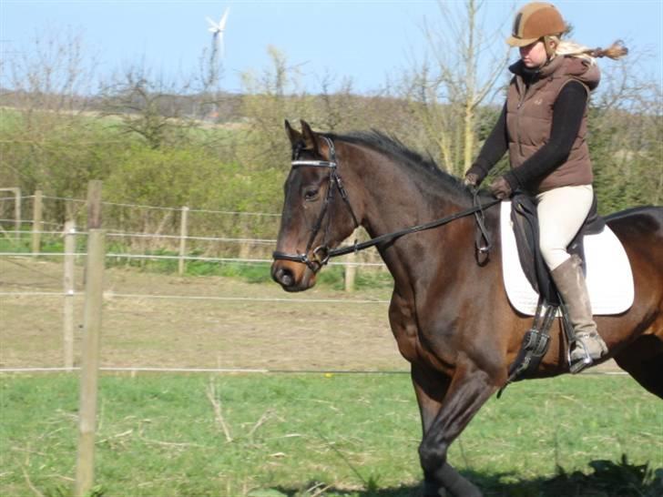 Dressurtræning billede 4