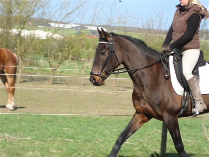 Dressurtræning billede 5