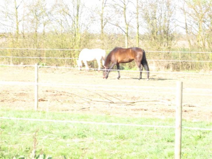 Dressurtræning billede 6