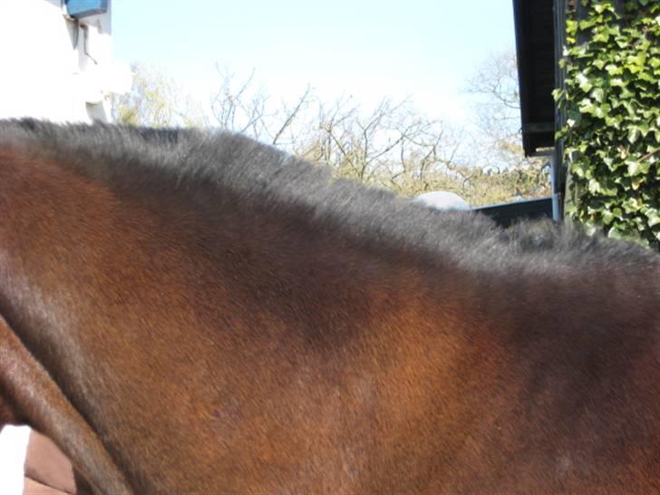 Dressurtræning billede 7