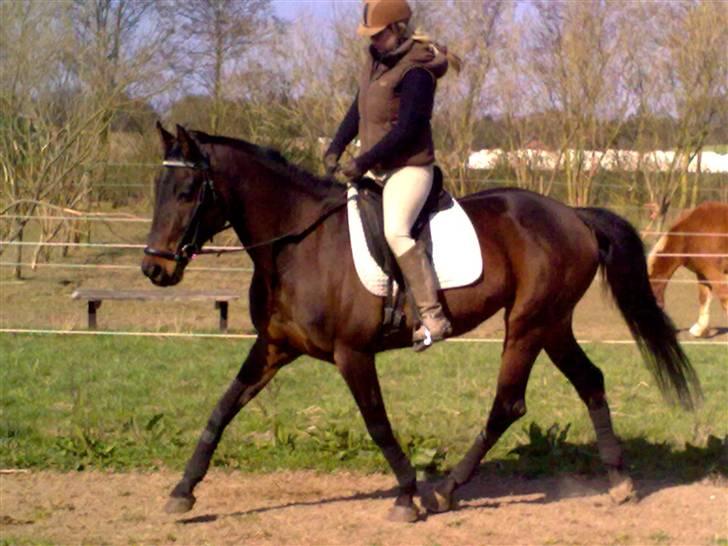 Dressurtræning billede 8