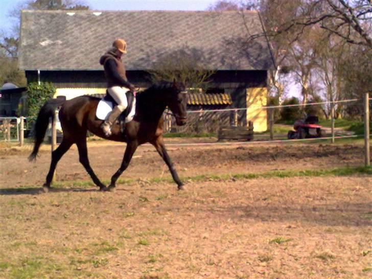 Dressurtræning billede 9