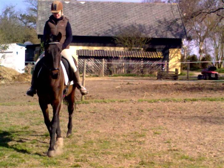 Dressurtræning billede 10