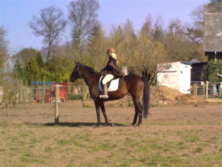 Dressurtræning billede 11