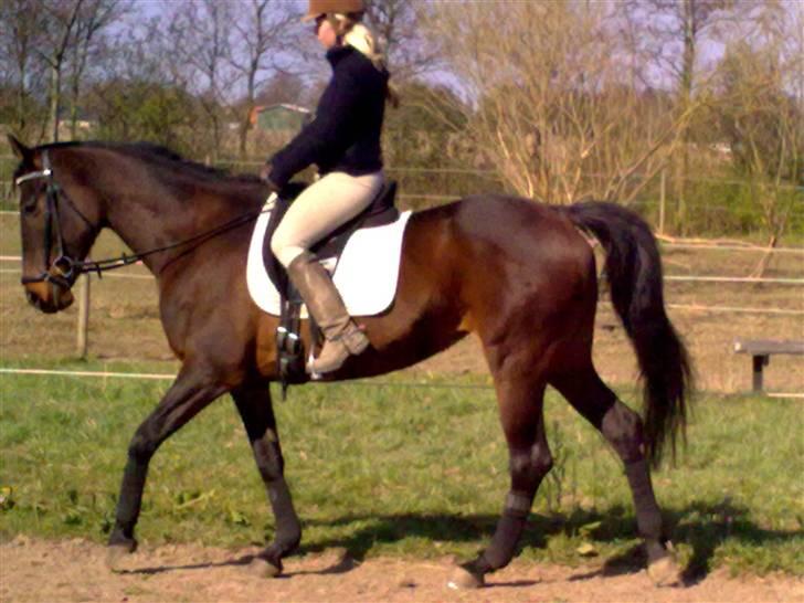 Dressurtræning billede 12