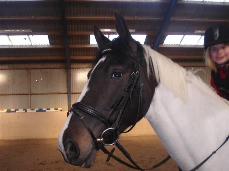 Mie med givea og snehvide - Dejligt hoved ik billede 1