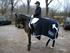 Min gamle pony TARA