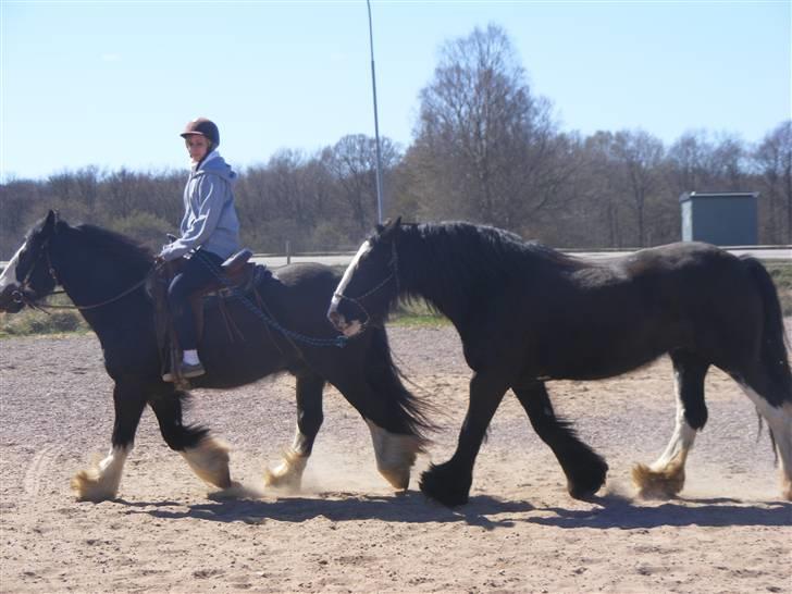 Min western pakhest :D billede 1