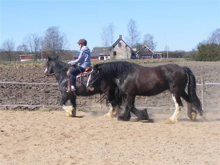 Min western pakhest :D billede 2