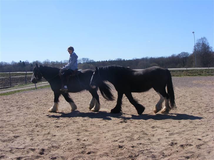 Min western pakhest :D billede 3