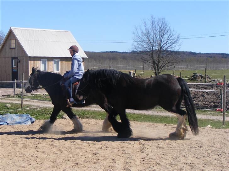 Min western pakhest :D billede 4